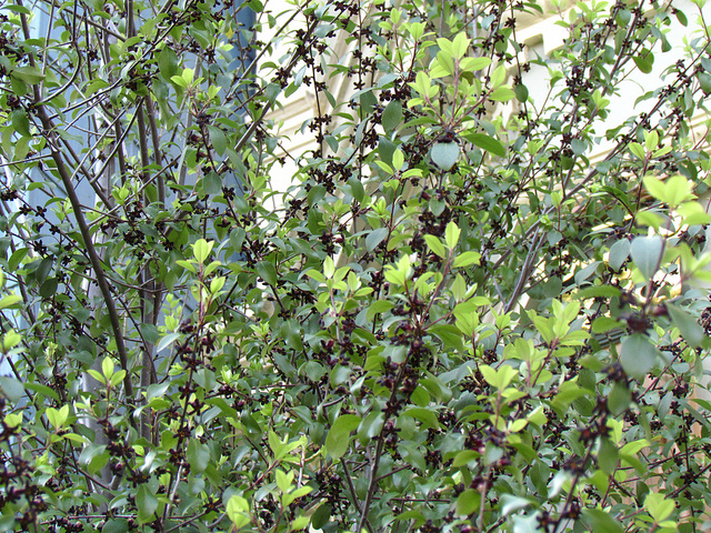 Pittospore à petites feuilles