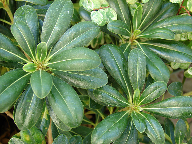 Pittosporum de chine
