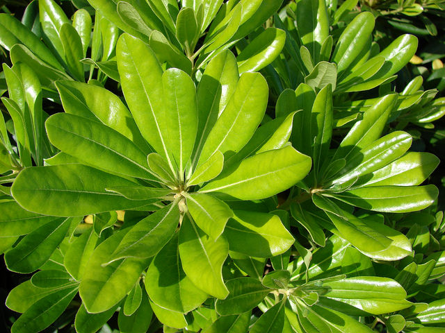 Pittosporum de chine