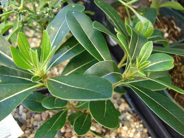 Pittosporum de chine