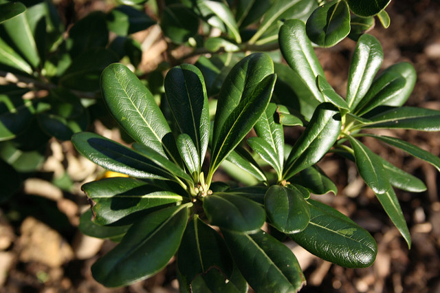 Pittosporum de chine