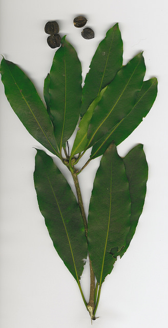 Pittosporum