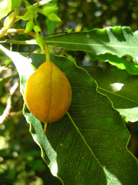Pittosporum