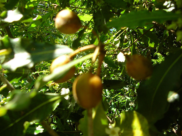 Pittosporum