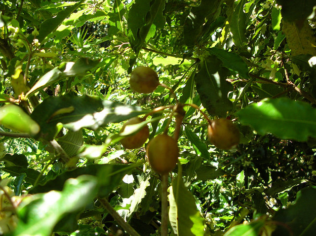 Pittosporum