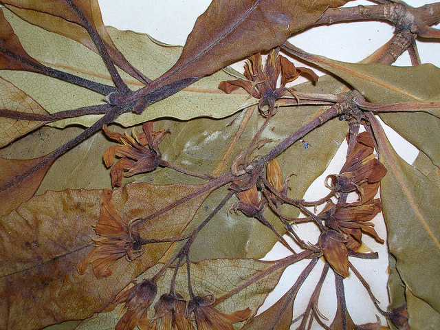 Pittosporum