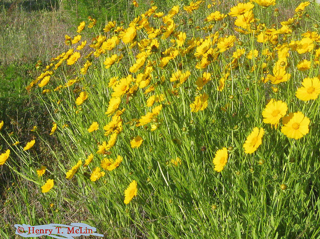 Pityopsis graminifolia (Pityopsis graminifolia)