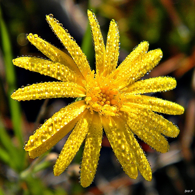 Pityopsis graminifolia