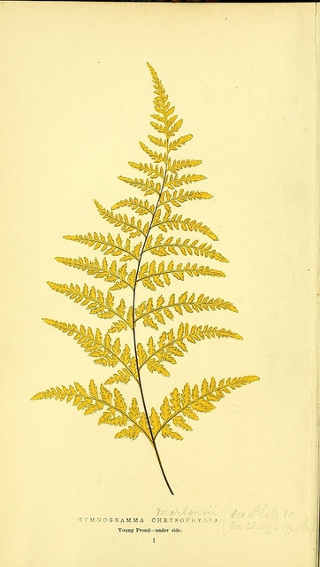Pityrogramma chrysophylla (Pityrogramma chrysophylla)