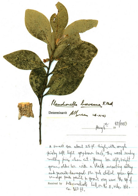 Planchonella australis