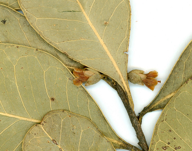 Planchonella australis (Planchonella australis)