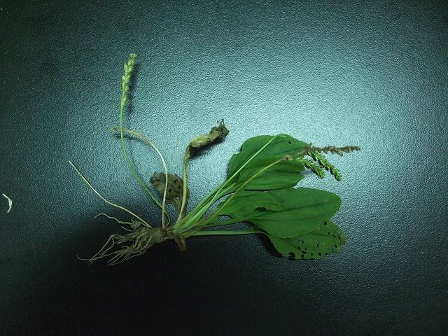 Plantago asiatica (Plantago asiatica)