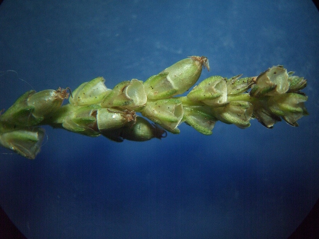 Plantago asiatica
