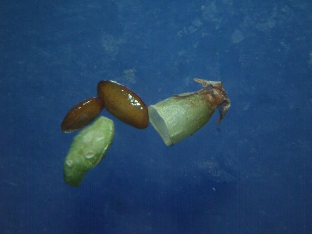 Plantago asiatica