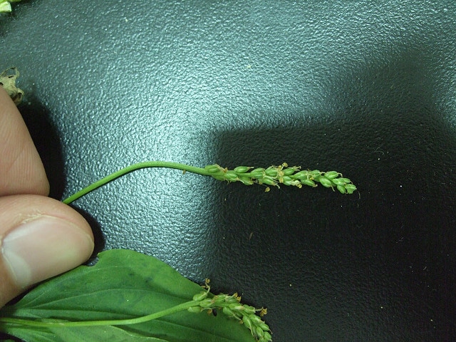Plantago asiatica