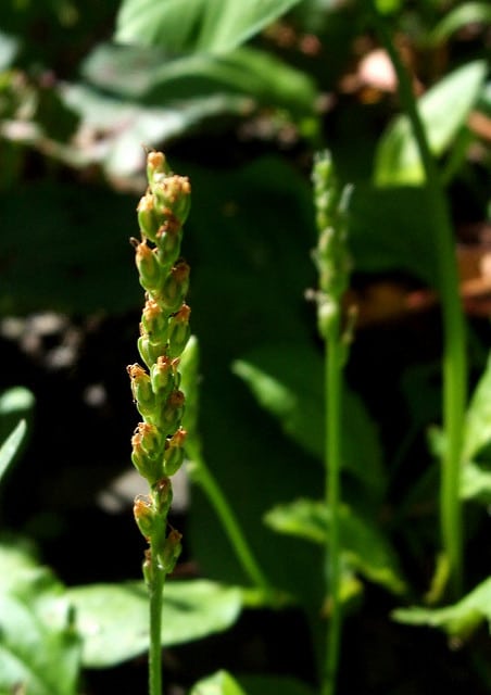 Plantago asiatica