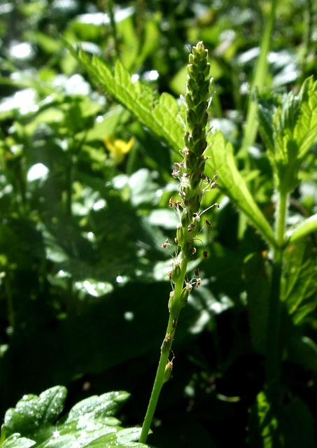 Plantago asiatica