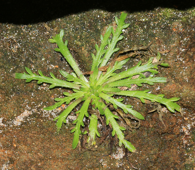 Plantain corne-de-cerf