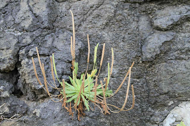 Plantain corne-de-cerf