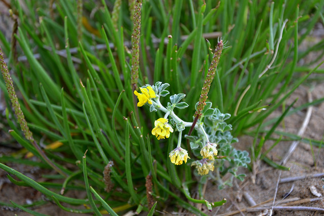 Plantain à feuilles grasses (Plantago crassifolia)