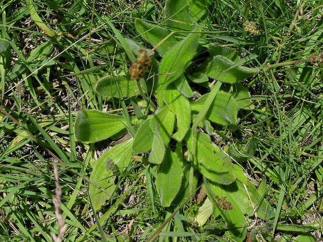 Plantago debilis