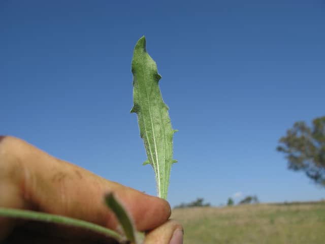 Plantago debilis