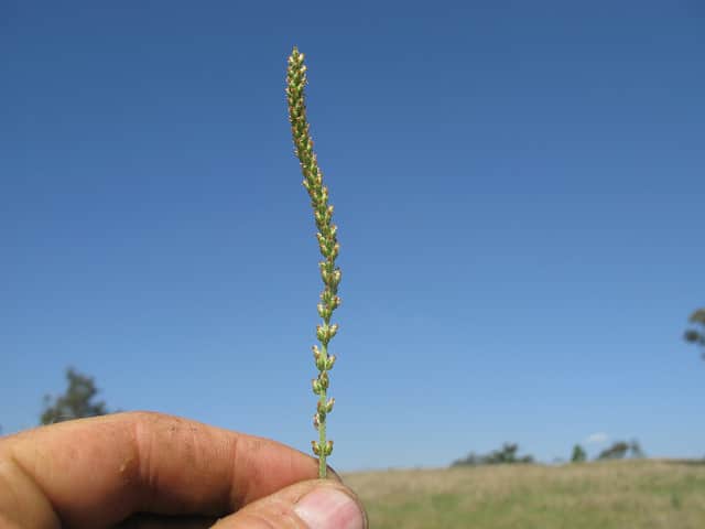 Plantago debilis