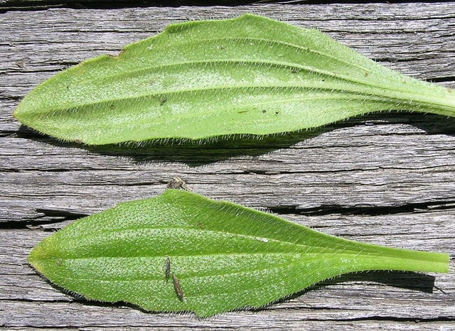 Plantago debilis