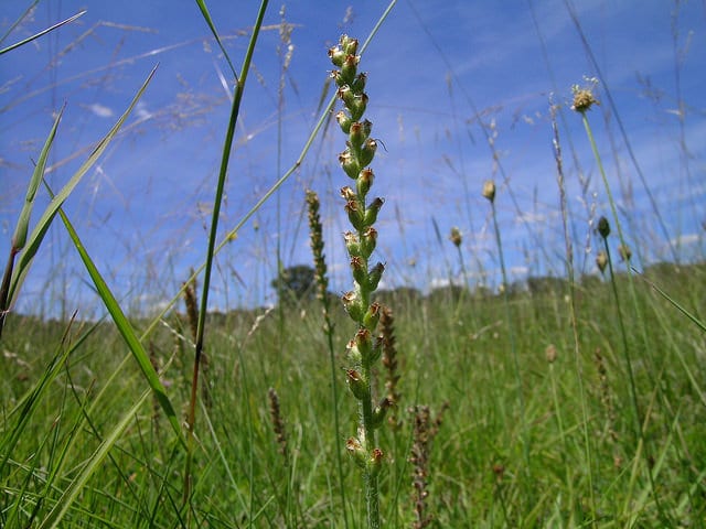 Plantago debilis