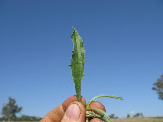 Plantago debilis (Plantago debilis)