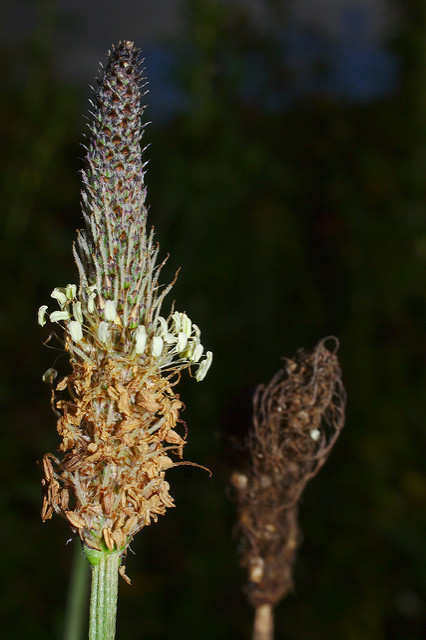 Plantain lancéolé