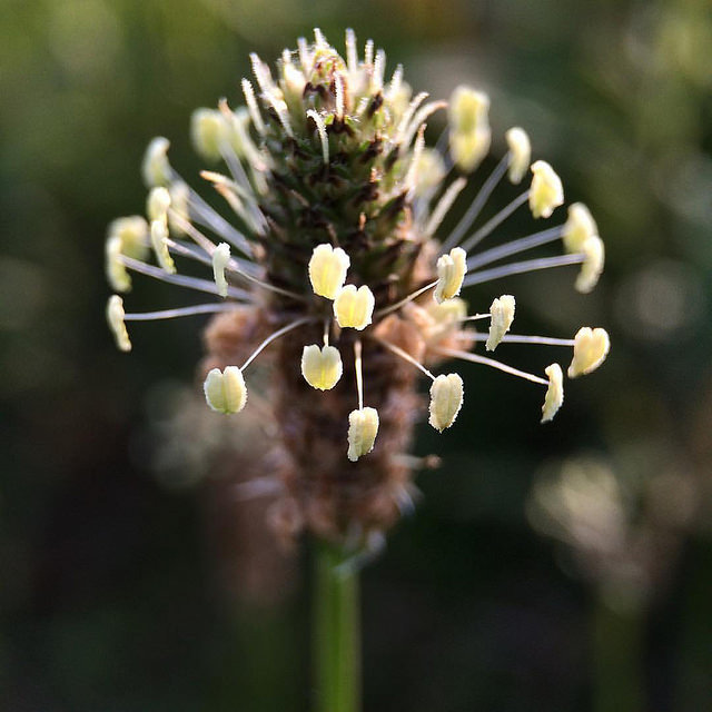 Plantain lancéolé