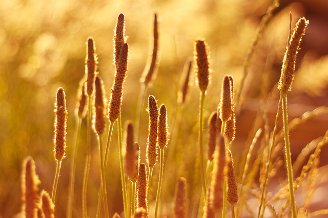 Plantain lancéolé (Plantago lanceolata)