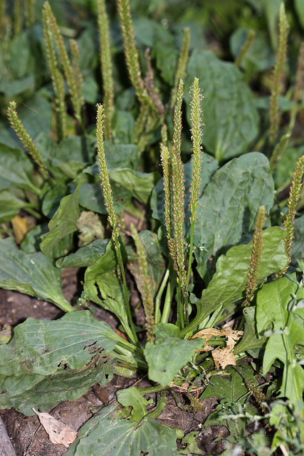 Grand plantain