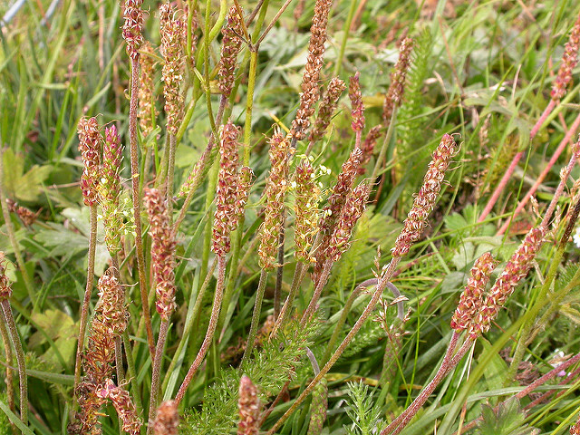 Plantain maritime
