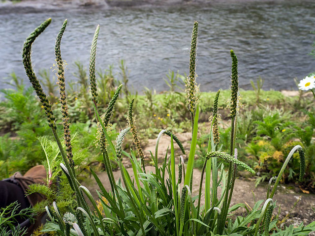 Plantain maritime