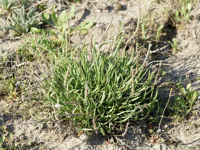 Plantain maritime (Plantago maritima)