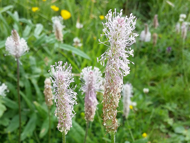 Plantain bâtard (Plantago media)