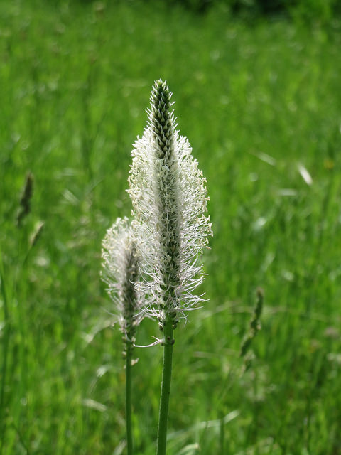 Plantain bâtard