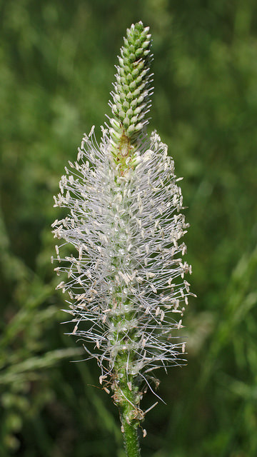 Plantain bâtard
