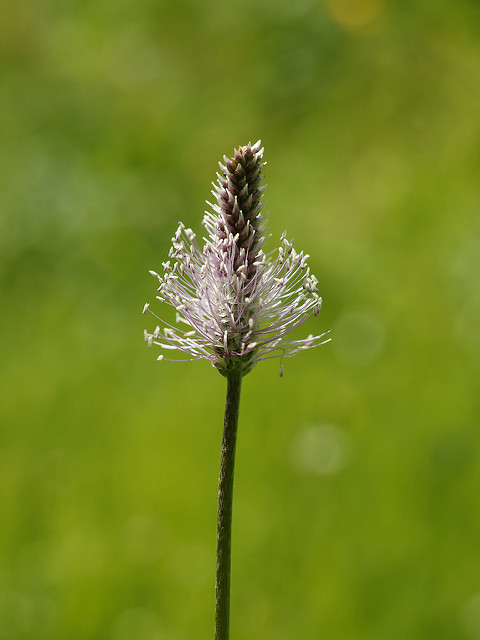 Plantain bâtard