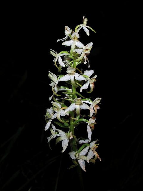 Orchis à deux feuilles (Platanthera bifolia)