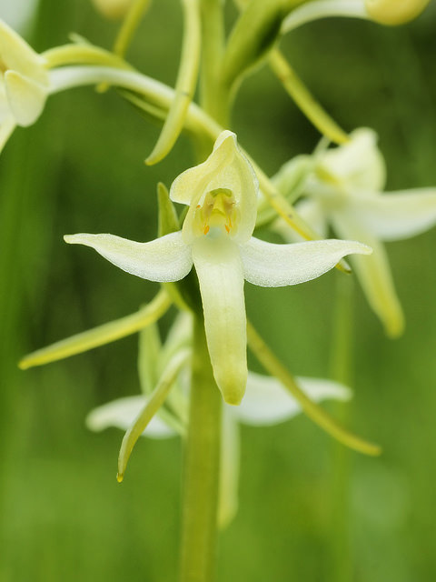 Orchis à deux feuilles