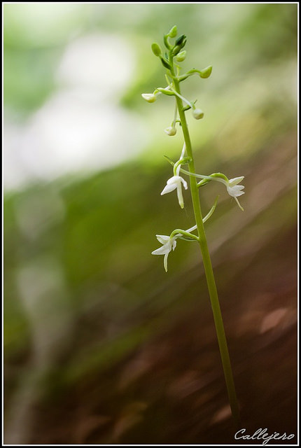 Orchis à deux feuilles