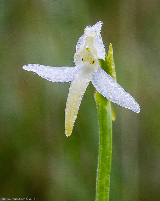 Orchis à deux feuilles
