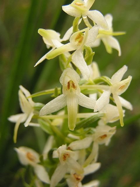 Orchis à deux feuilles
