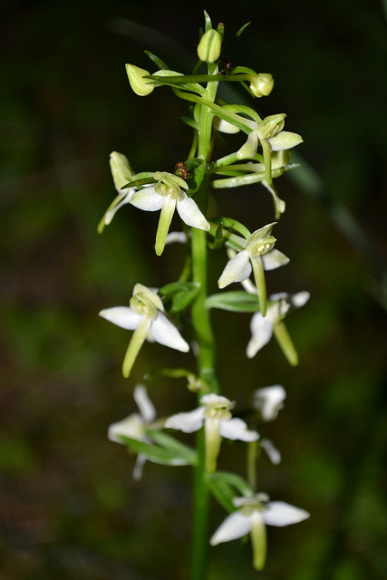 Orchis à deux feuilles
