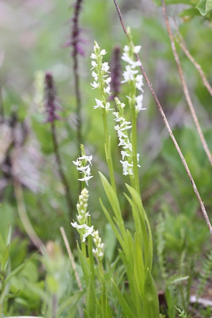 Platanthera dilatata (Platanthera dilatata)