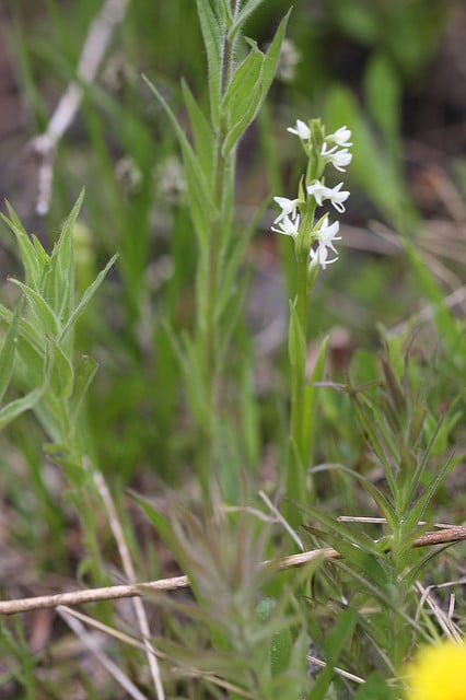Platanthera dilatata