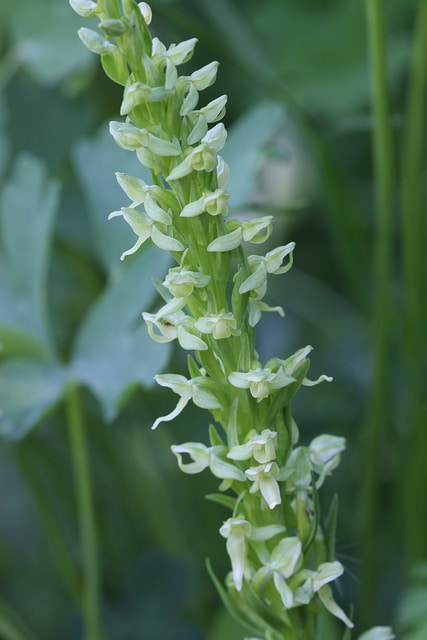 Platanthera dilatata